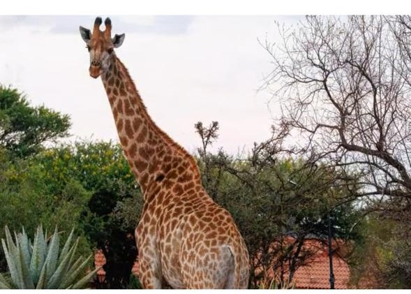 4 Bedroom Property for Sale in Koster North West